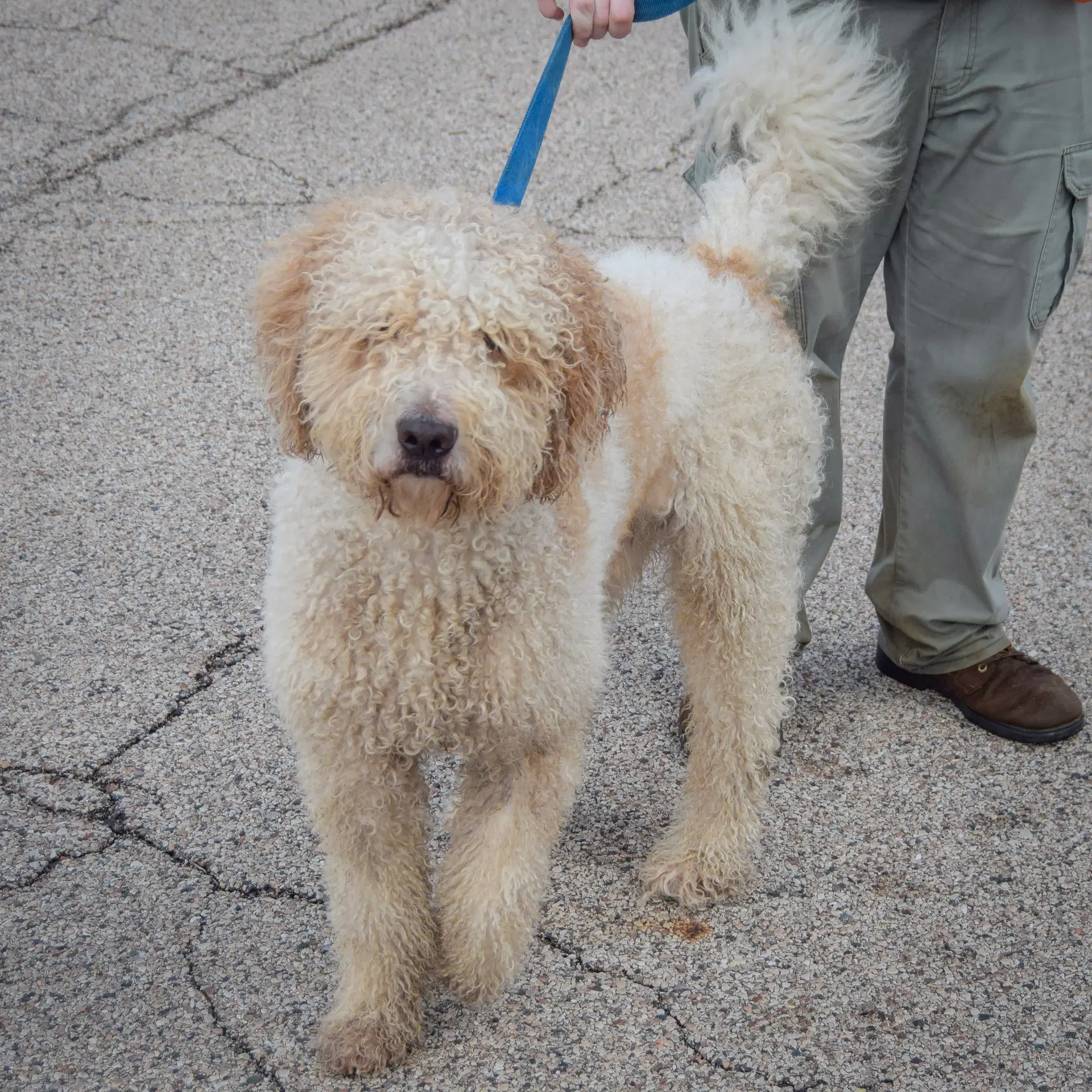 Doug image 3