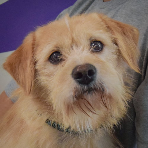 Oliver, a dog for adoption from Animal House Shelter, Inc.