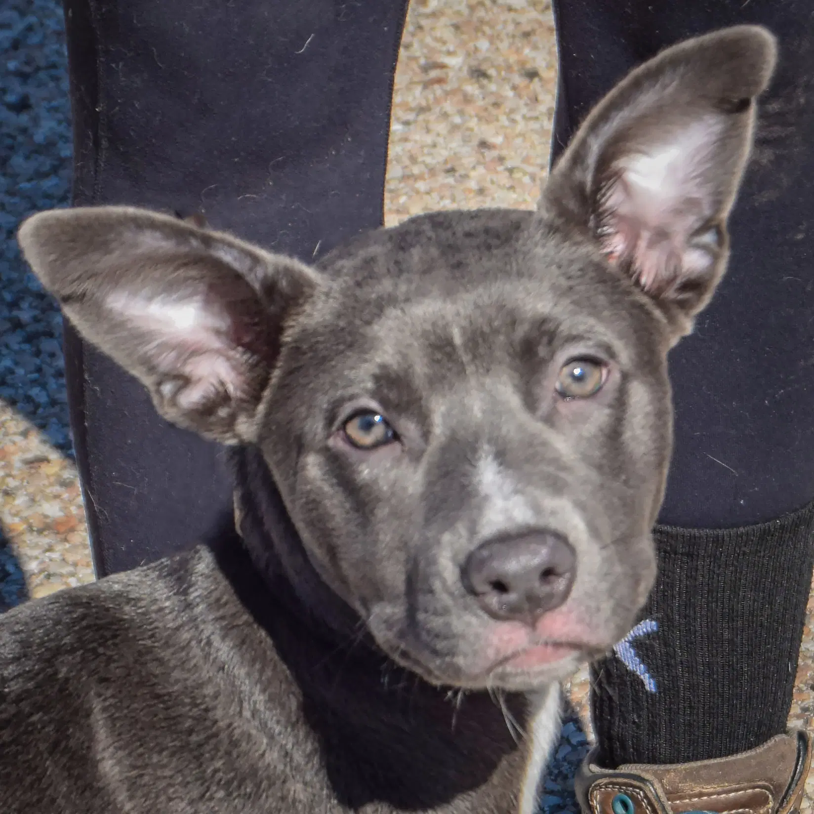 Zebby - American Staffordshire Terrier