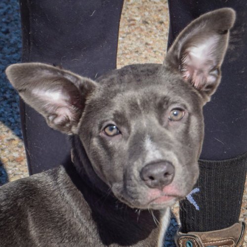 Zebby, a dog for adoption from Animal House Shelter, Inc.