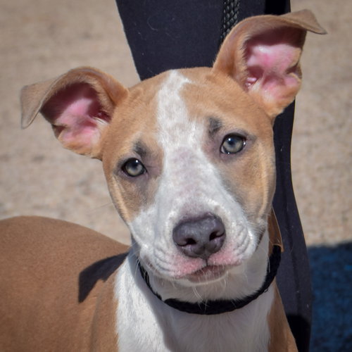 Zola, a dog for adoption from Animal House Shelter, Inc.