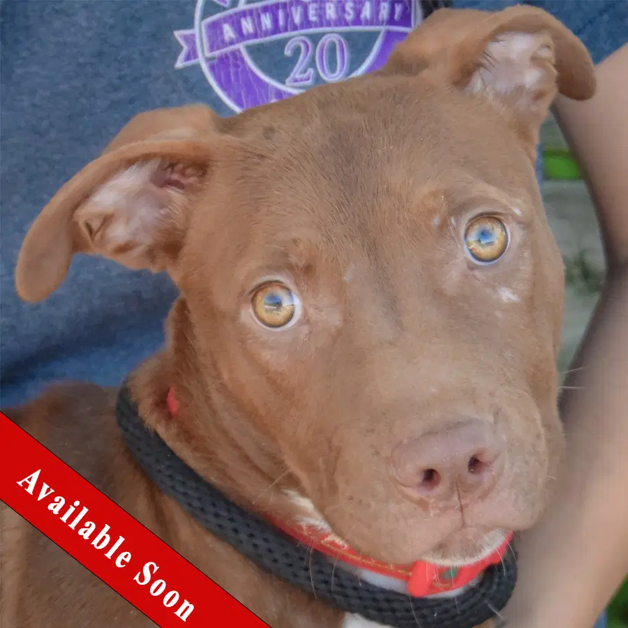 Millie - American Staffordshire Terrier