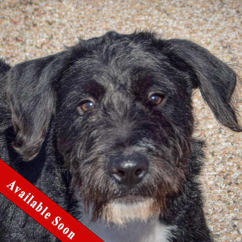 Turtle, a dog for adoption from Animal House Shelter, Inc.