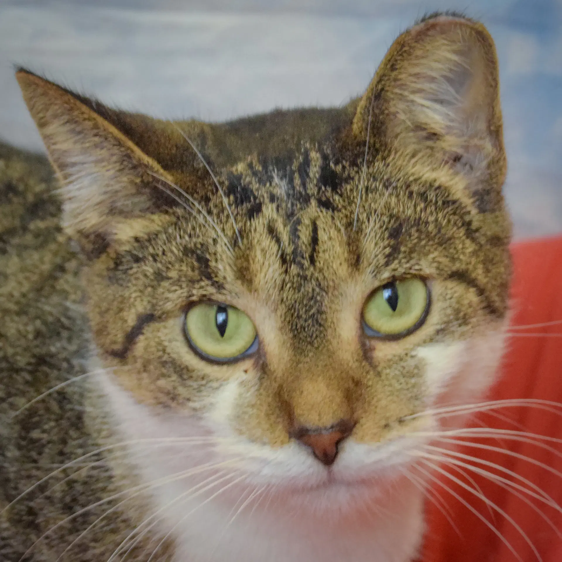 Brisa - Tabby