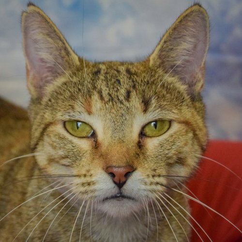 Kailani, a cat for adoption from Animal House Shelter, Inc.