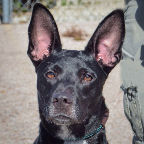 Lilah, a dog for adoption from Animal House Shelter, Inc.