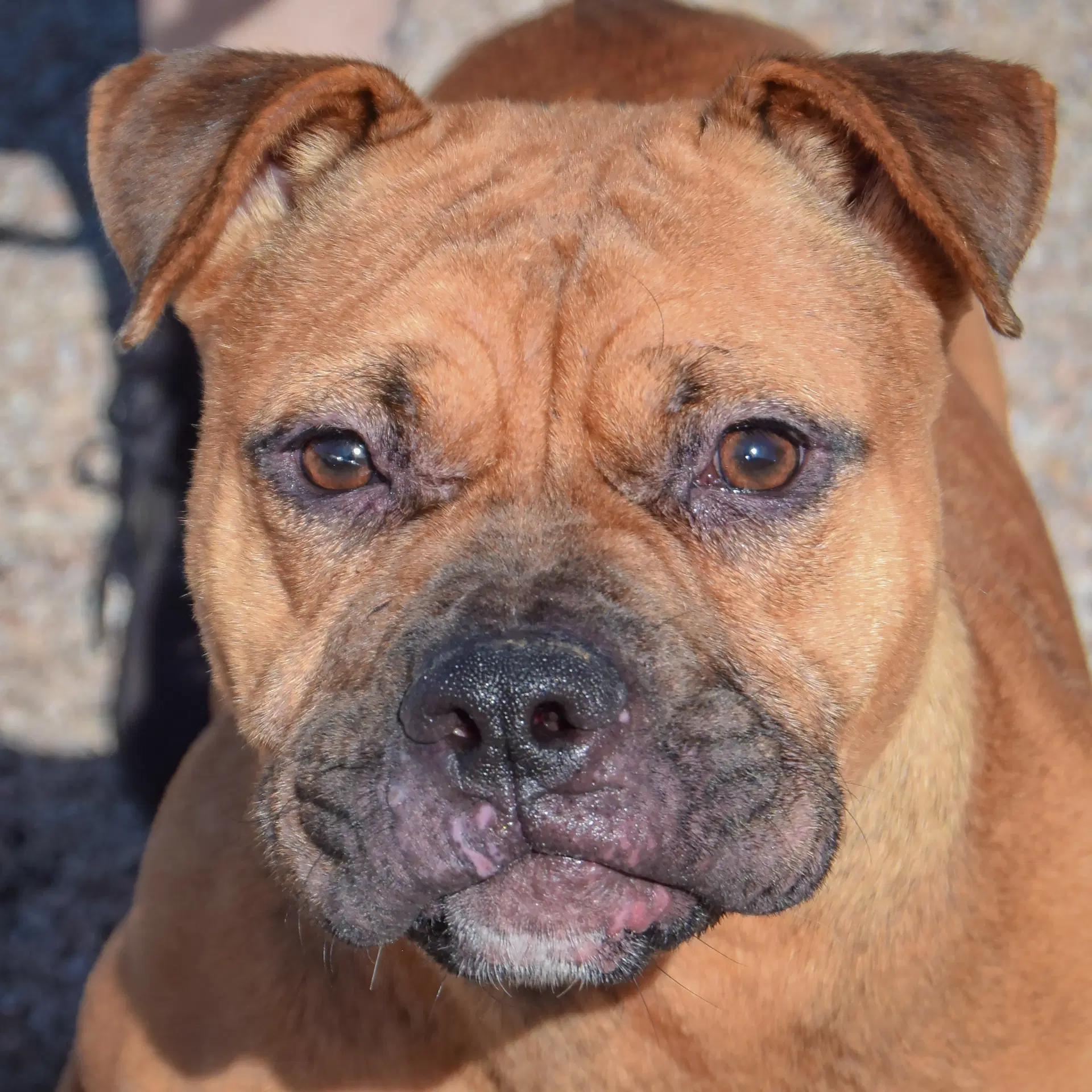 Lola - American Staffordshire Terrier
