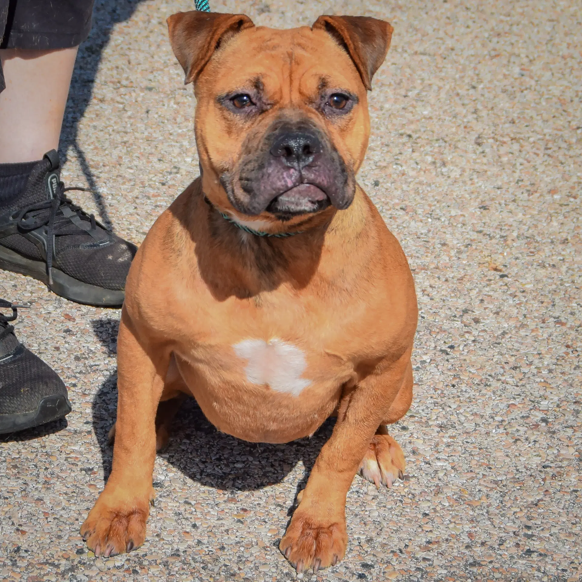 Lola image 4