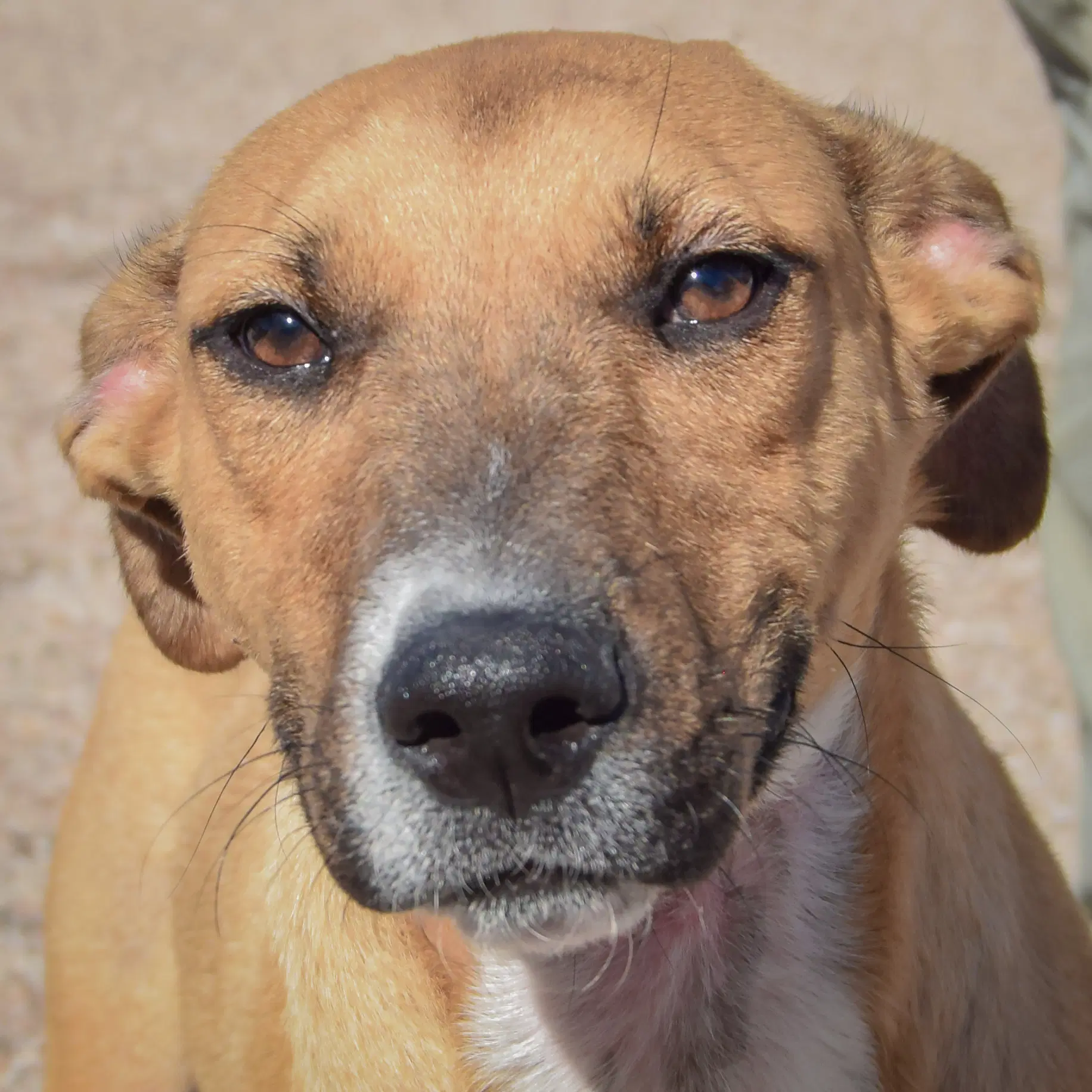Mikey - Black Mouth Cur