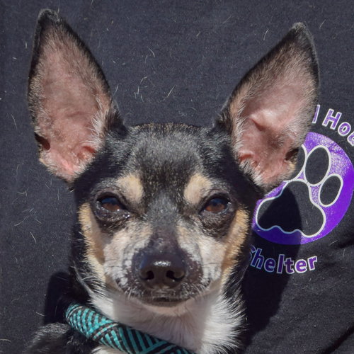 Simba, a dog for adoption from Animal House Shelter, Inc.