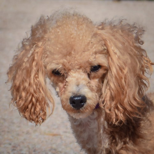 Simon, a dog for adoption from Animal House Shelter, Inc.