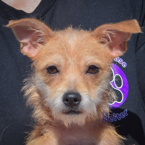 Scampi, a dog for adoption from Animal House Shelter, Inc.
