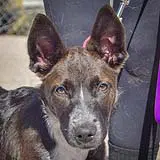 Mochi - Australian Kelpie