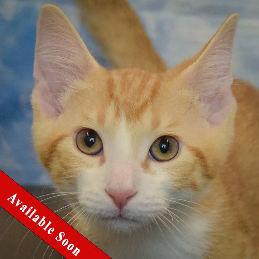 Curly