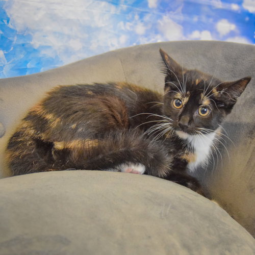 Photo 3 of Minnie Mouse