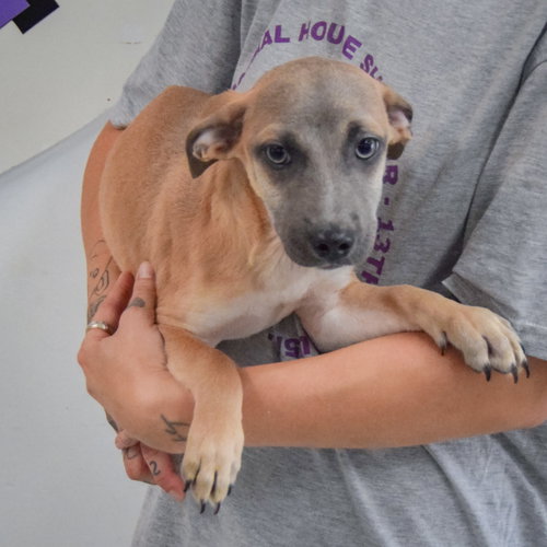 Duran, an adoptable Italian Greyhound / Shih Tzu / Mixed at Animal House Shelter — photo 2