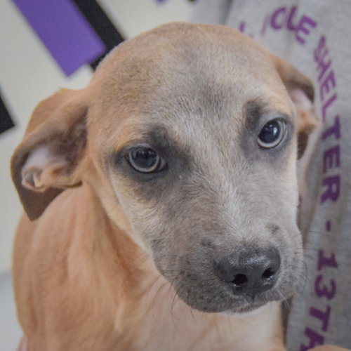 Duran, Italian Greyhound / Shih Tzu / Mixed