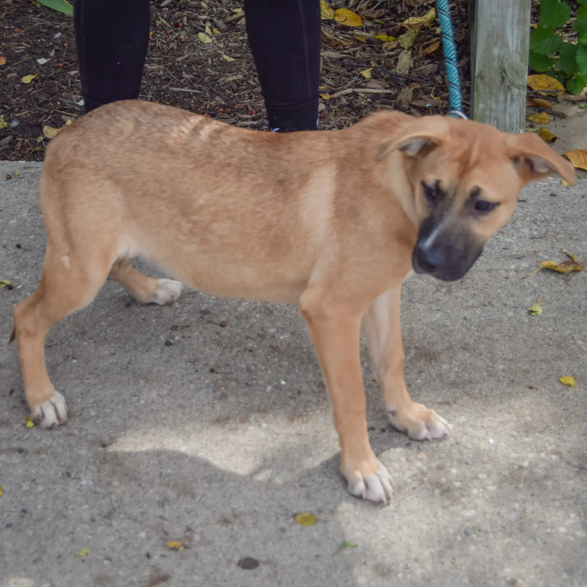 Goldie image 3