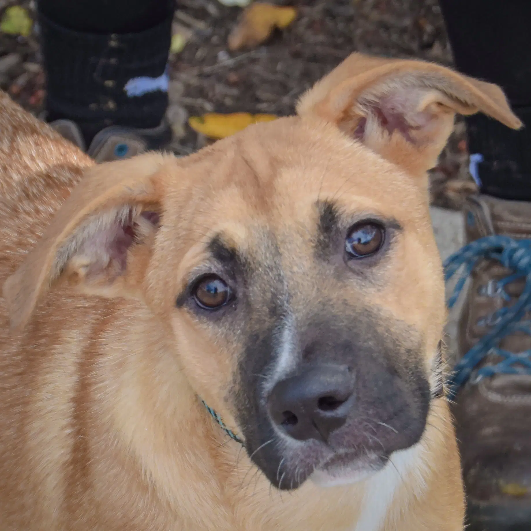 Goldie image 4