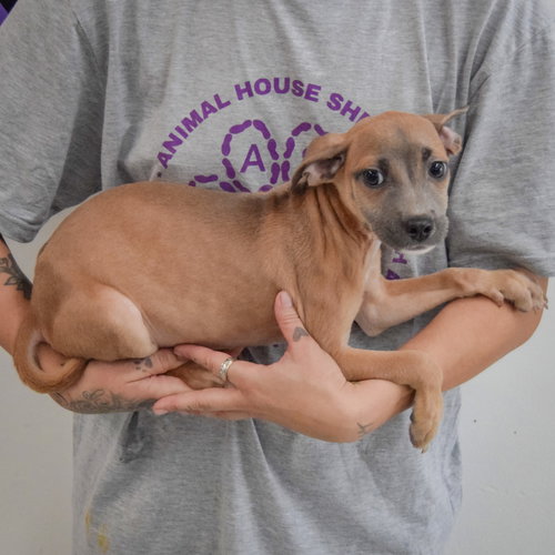 Reed, an adoptable Italian Greyhound / Shih Tzu / Mixed at Animal House Shelter — photo 2