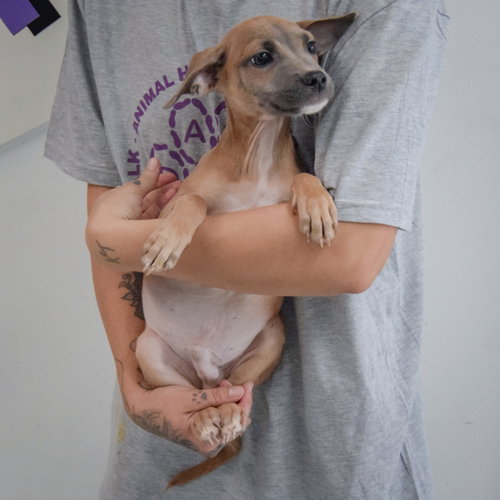 Reed, an adoptable Italian Greyhound / Shih Tzu / Mixed at Animal House Shelter — photo 3