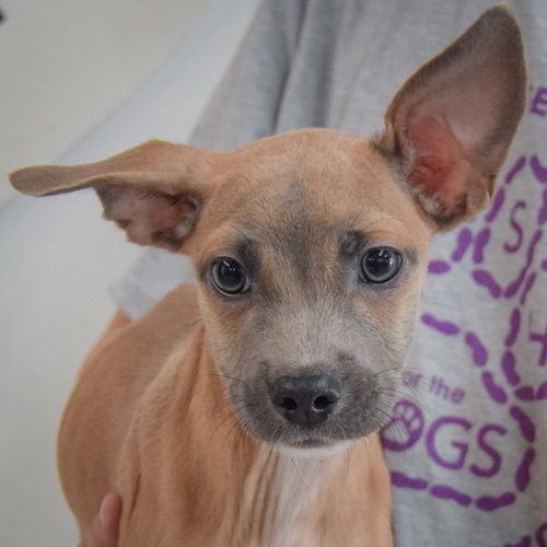 Reed, Italian Greyhound / Shih Tzu / Mixed