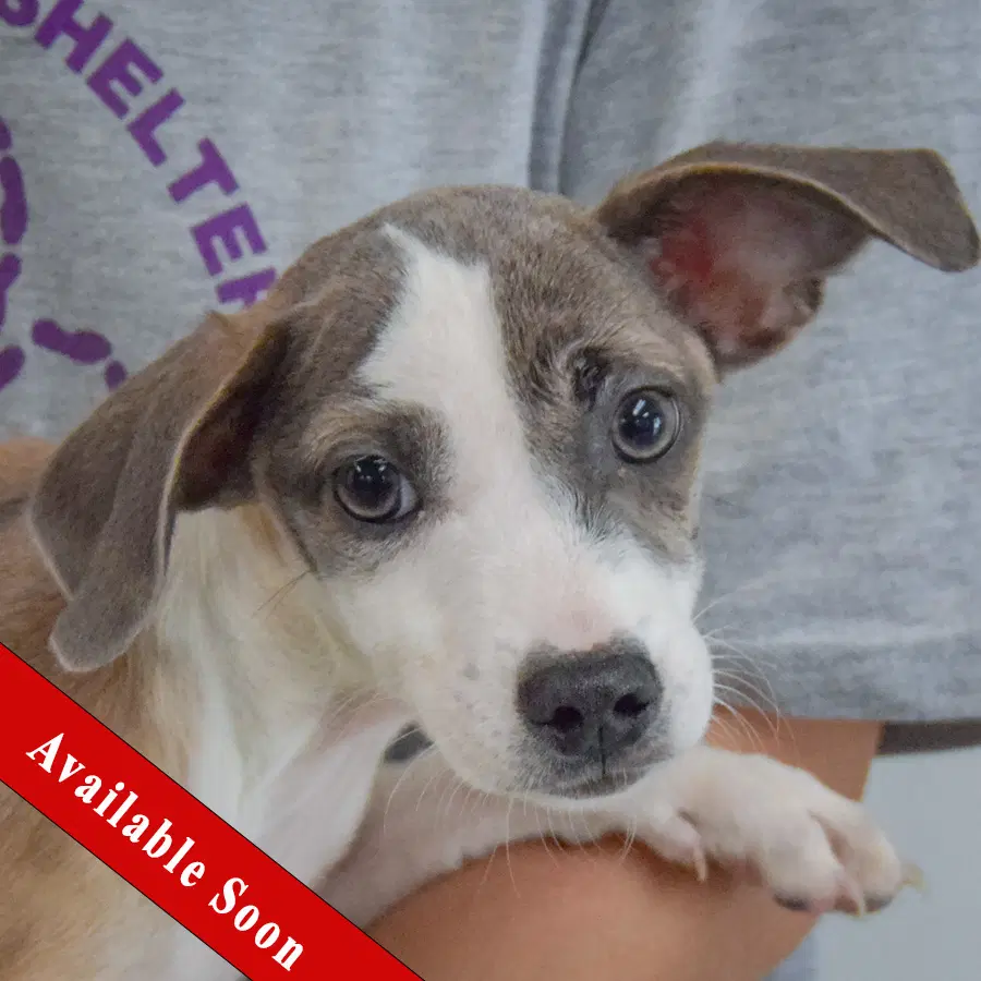 Jazz - Italian Greyhound