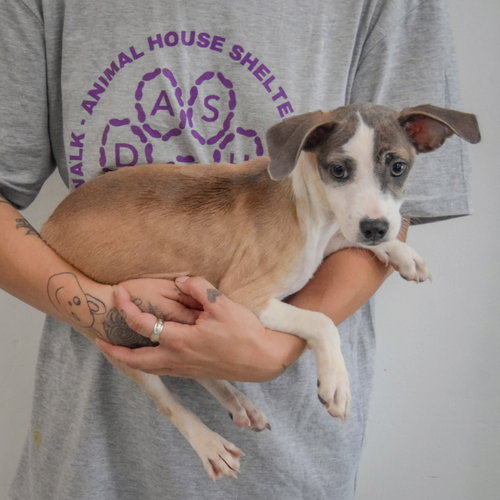 Jazz, an adoptable Italian Greyhound / Shih Tzu / Mixed at Animal House Shelter — photo 2