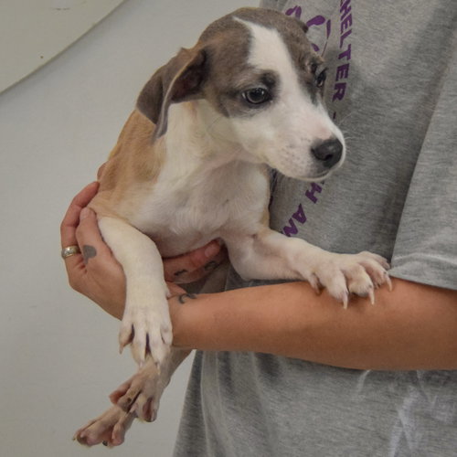 Jazz, an adoptable Italian Greyhound / Shih Tzu / Mixed at Animal House Shelter — photo 3