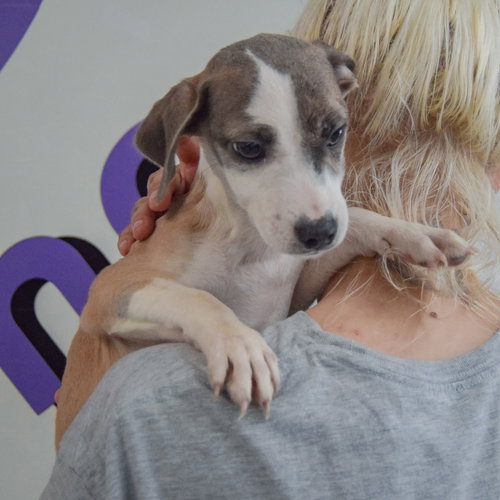 Jazz, an adoptable Italian Greyhound / Shih Tzu / Mixed at Animal House Shelter — photo 4