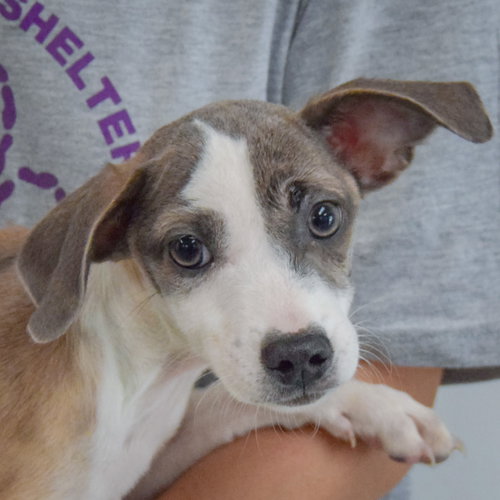 Jazz, Italian Greyhound / Shih Tzu / Mixed