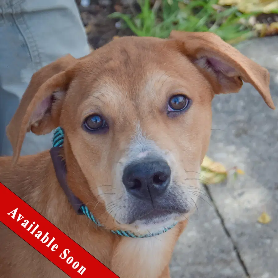 Shelby - Yellow Labrador Retriever