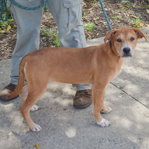 Shelby, an adoptable Yellow Labrador Retriever / Black Mouth Cur / Mixed at Animal House Shelter — photo 2