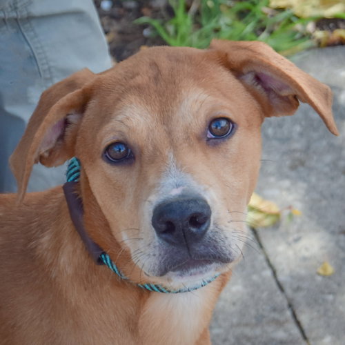 Shelby, Yellow Labrador Retriever / Black Mouth Cur / Mixed