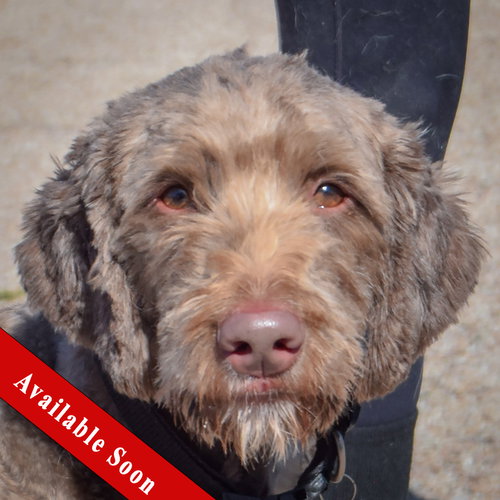 Benjamin, Chocolate Labrador Retriever / Poodle (unknown type) / Mixed