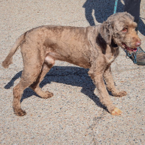 Benjamin, an adoptable Chocolate Labrador Retriever / Poodle (unknown type) / Mixed at Animal House Shelter — photo 4