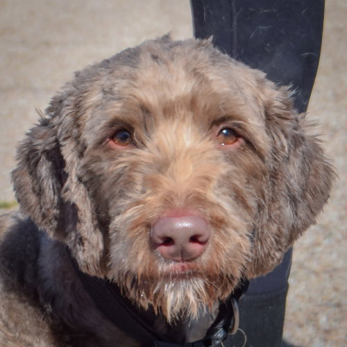Benjamin, an adoptable Chocolate Labrador Retriever / Poodle (unknown type) / Mixed at Animal House Shelter — photo 5