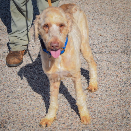 Cooper, an adoptable Yellow Labrador Retriever / Poodle (unknown type) / Mixed at Animal House Shelter — photo 3
