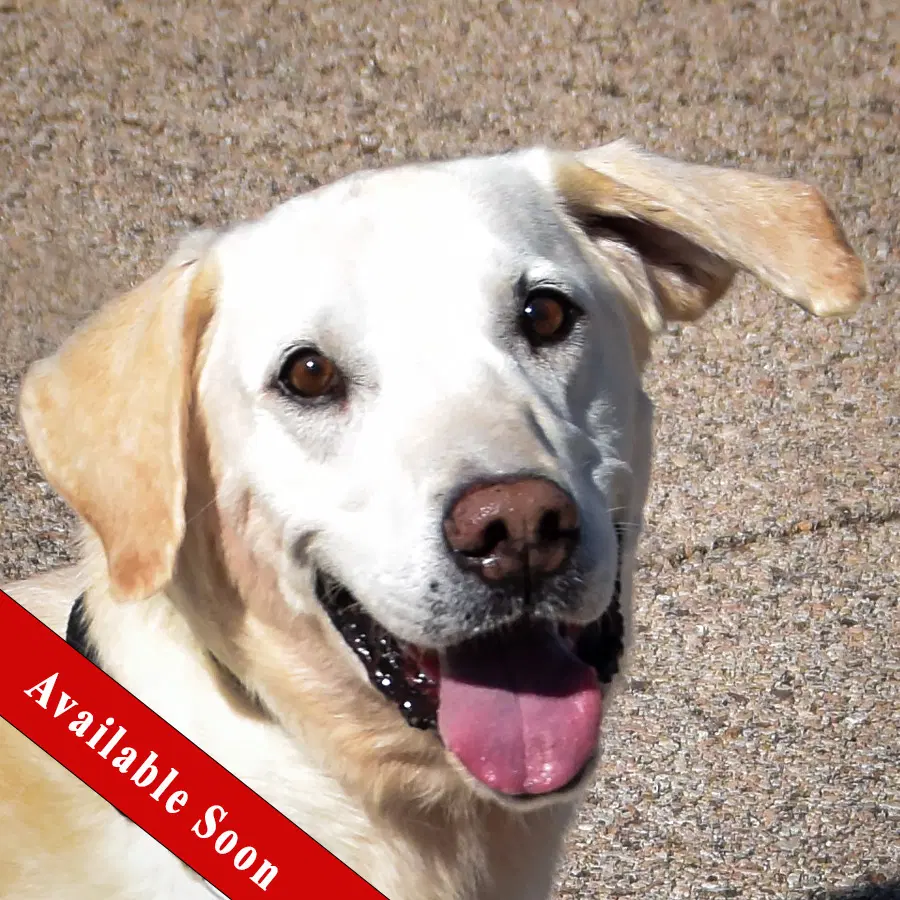 Charles - Yellow Labrador Retriever