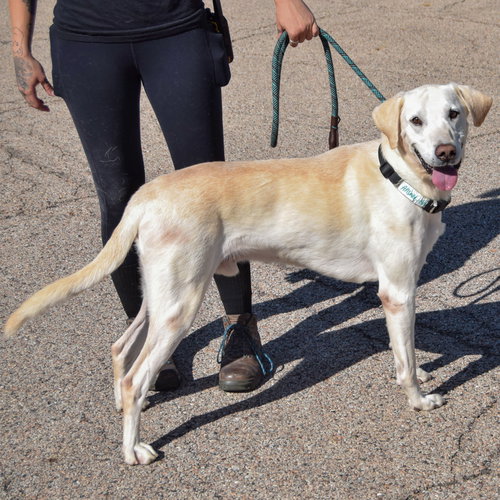 Charles, an adoptable Yellow Labrador Retriever / Mixed at Animal House Shelter — photo 2