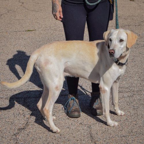 Charles, an adoptable Yellow Labrador Retriever / Mixed at Animal House Shelter — photo 3