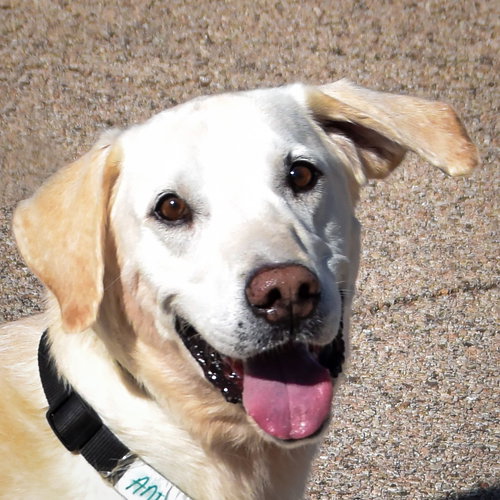 Charles, an adoptable Yellow Labrador Retriever / Mixed at Animal House Shelter — photo 4