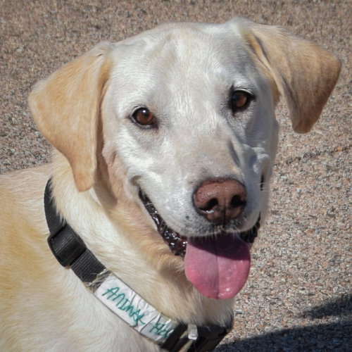 Charles, Yellow Labrador Retriever / Mixed