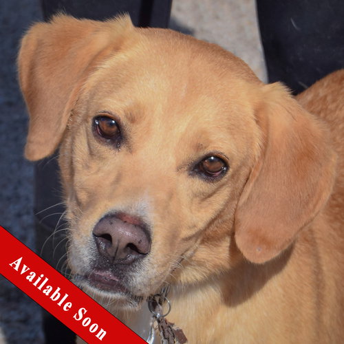 Ace, Yellow Labrador Retriever / Mixed