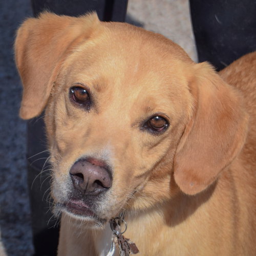 Ace, an adoptable Yellow Labrador Retriever / Mixed at Animal House Shelter — photo 5