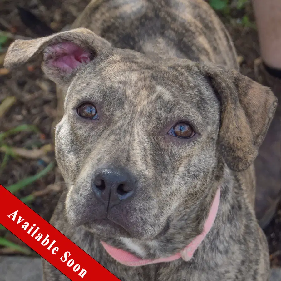 Smooch - American Staffordshire Terrier