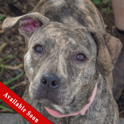 Smooch, American Staffordshire Terrier / Boxer / Mixed