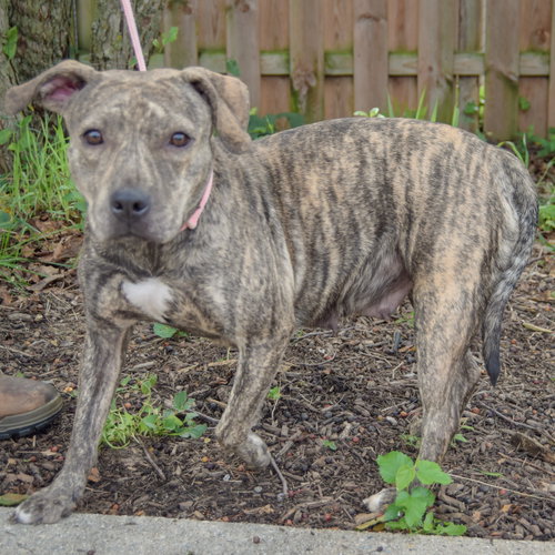 Smooch, an adoptable American Staffordshire Terrier / Boxer / Mixed at Animal House Shelter — photo 2