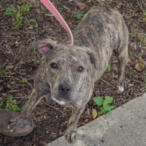 Smooch, an adoptable American Staffordshire Terrier / Boxer / Mixed at Animal House Shelter — photo 3