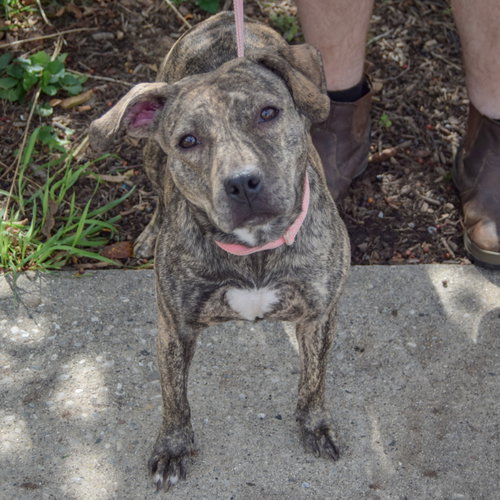 Smooch, an adoptable American Staffordshire Terrier / Boxer / Mixed at Animal House Shelter — photo 4